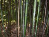 Phyllostachys viridi-glaucescens. Основания стволов живых и отмирающих растений. Южный Берег Крыма, Никитский ботанический сад. 25 августа 2007 г.