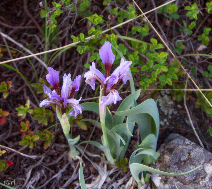 Изображение особи Iris glaucescens.