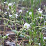 Cerastium pseudobulgaricum. Верхушка цветущего и плодоносящего растения. Ростовская обл., Усть-Донецкий р-н, заказник \"Нижне-Кундрюченский\", окр. станицы Усть-Быстрянская, на песчаной почве. 21.04.2012.