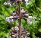 Salvia verticillata. Часть соцветия. Черноморское побережье кавказа, щель Прасковеевская, долина реки Джанхот. 09.06.2012.