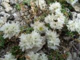 Paronychia pontica. Соцветия. Южный Берег Крыма, г. Судак, западный склон горы Алчак. 13.06.2012.