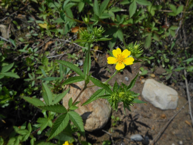 Изображение особи Potentilla cryptotaeniae.