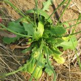 Hypochaeris radicata