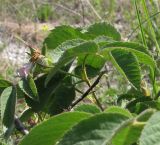 Rosa subpomifera