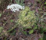 Daucus carota. Соплодие и соцветие. Курская обл., Железногорский р-н, р. Песочная, хвостохранилище МГОКа. 11 сентября 2007 г.