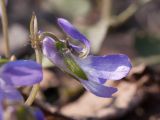 Viola rupestris. Цветок. Белоруссия, Городокский р-н, окр. дер Панкры, участок нарушенной растительности на месте сухого сосняка. 04.05.2012.