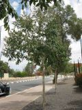 Corymbia torelliana. Расцветающее дерево. Израиль, г. Беэр-Шева, городское озеленение. 11.05.2013.