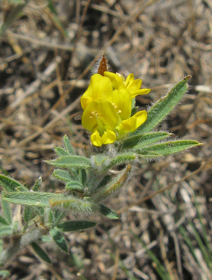 Изображение особи Medicago romanica.