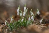 Galanthus plicatus