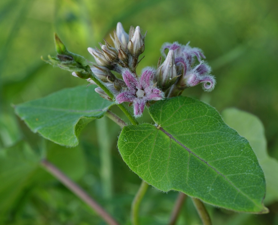 Изображение особи Metaplexis japonica.