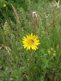 Tragopogon ucrainicus