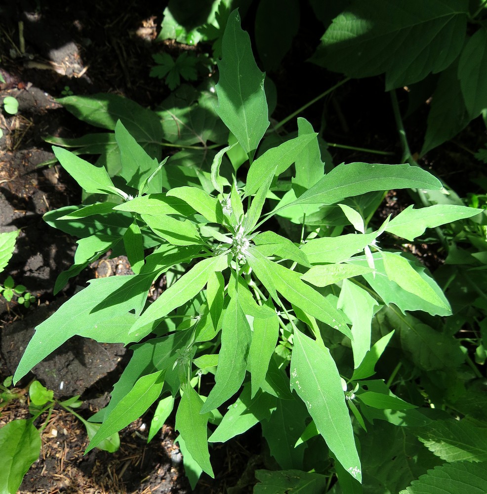 Изображение особи Chenopodium album.