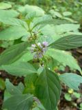 Mentha arvensis