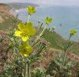 Ranunculus oxyspermus