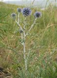 Echinops ruthenicus. Верхушка растения с нераспустившимися соцветиями. Восточный Казахстан, Уланский р-н, окр. с. Украинка. 10.07.2005.