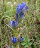 Gentiana decumbens. Верхушка зацветающего растения. Якутия (Саха), южные окр. г. Якутска, степь. 16.08.2012.