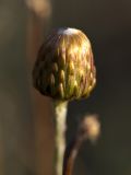 Phagnalon rupestre ssp. graecum