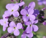 Hesperis pycnotricha