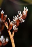 Limonium tetragonum