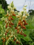 Lathyrus davidii