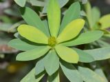 Euphorbia balsamifera. Верхушка побега с пестичным циацием. Испания, автономное сообщество Канарские острова, остров Фуэртевентура, провинция Лас Пальмас, муниципалитет Ла Олива, пос. Эль Котильо, сквер, местный вид, используемый в озеленении. 12.03.2016.