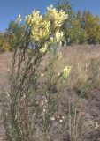 Linaria maeotica