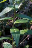 Cirsium vlassovianum. Часть побега. Владивосток, пустырь. 18.09.2016.