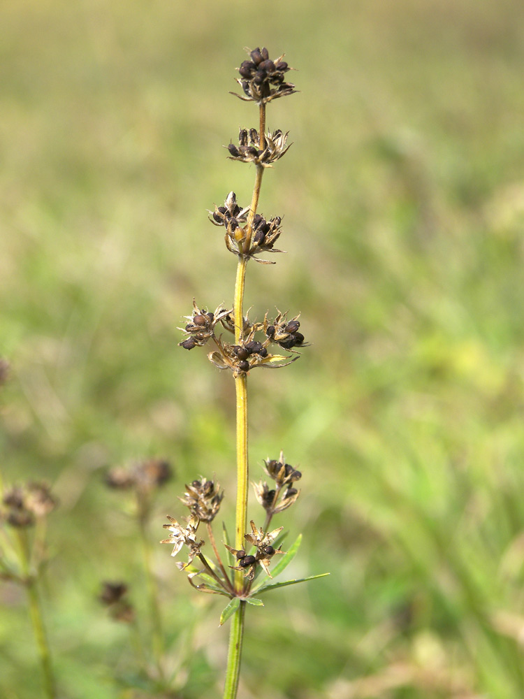 Изображение особи Asperula molluginoides.