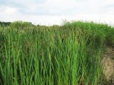 Typha latifolia