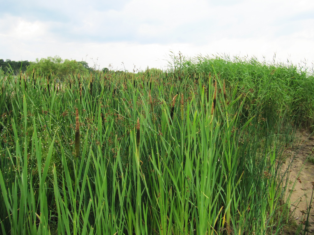 Изображение особи Typha latifolia.