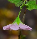 Anisodontea capensis