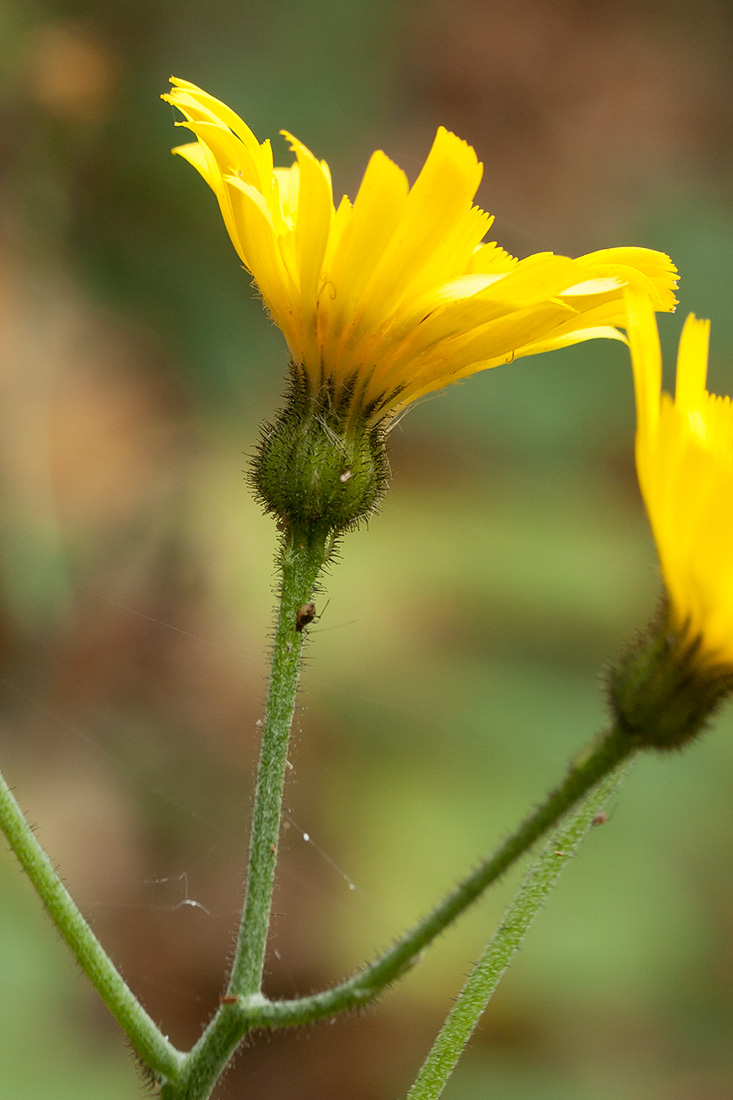 Изображение особи Hieracium sylvularum.