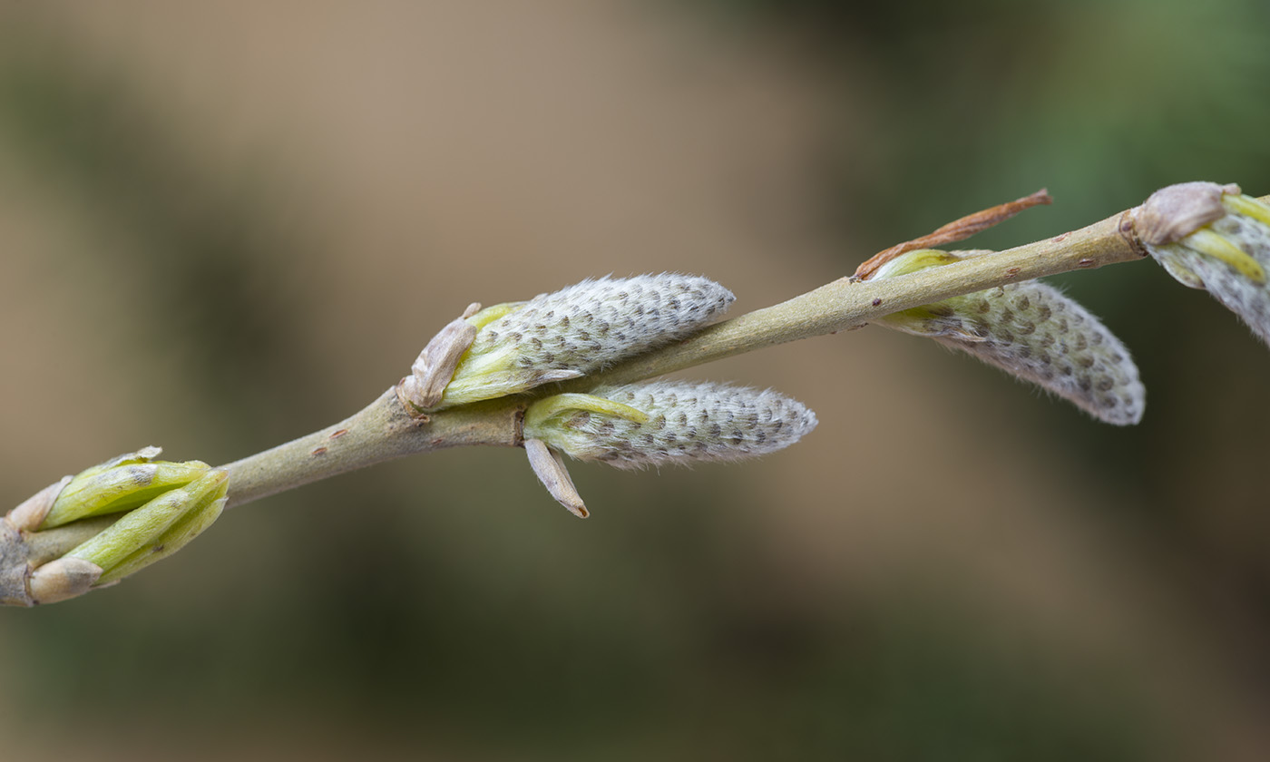 Изображение особи Salix viminalis.