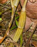 Dendrobium crumenatum