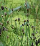 Juncus triglumis. Верхушки побегов с соцветиями. Коми, Интинский р-н, Приполярный Урал, хр. Росомаха, водораздел р. Балбанъю и руч. Еркусей, западные отроги г. Чёрная, пологая луговина под выходами доломитов. 05.08.2017.