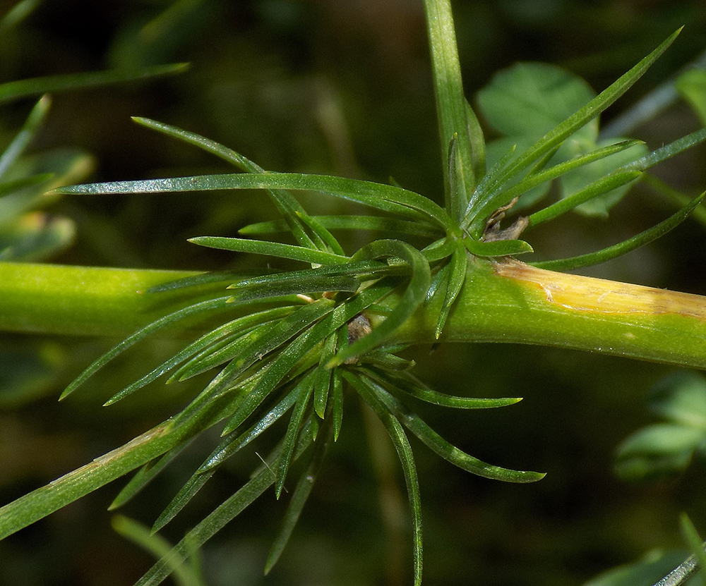 Изображение особи Asparagus verticillatus.