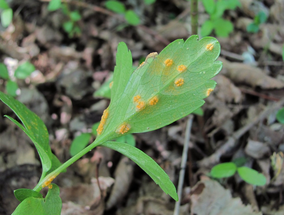 Изображение особи Smyrnium perfoliatum.