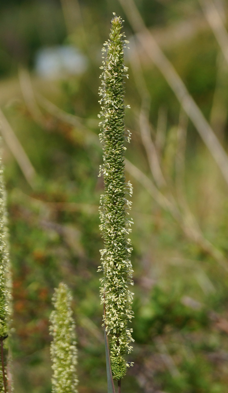 Изображение особи Phleum phleoides.