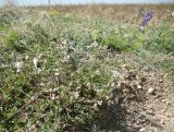 Asperula supina. Цветущее растение. Краснодарский край, г. Новороссийск, водосборная зона Суджукской лагуны, степное сообщество на краю обрывистого берега. 01.08.2018.