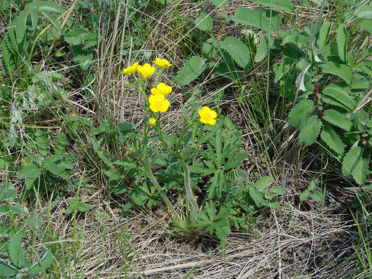 Изображение особи Ranunculus polyanthemos.