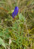 Gentiana pneumonanthe. Верхушка цветущего побега. Башкортостан, Учалинский р-н, Ильчигуловский сельсовет, окр. дер. Мулдашево, хр. Нурали, заросший луговой растительностью склон, ≈ 600 м н.у.м. 7 сентября 2018 г.