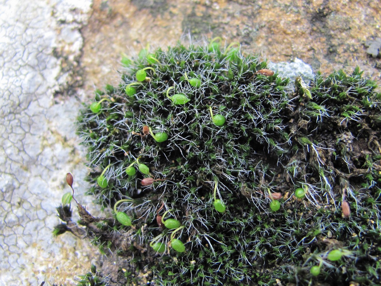 Изображение особи семейство Grimmiaceae.