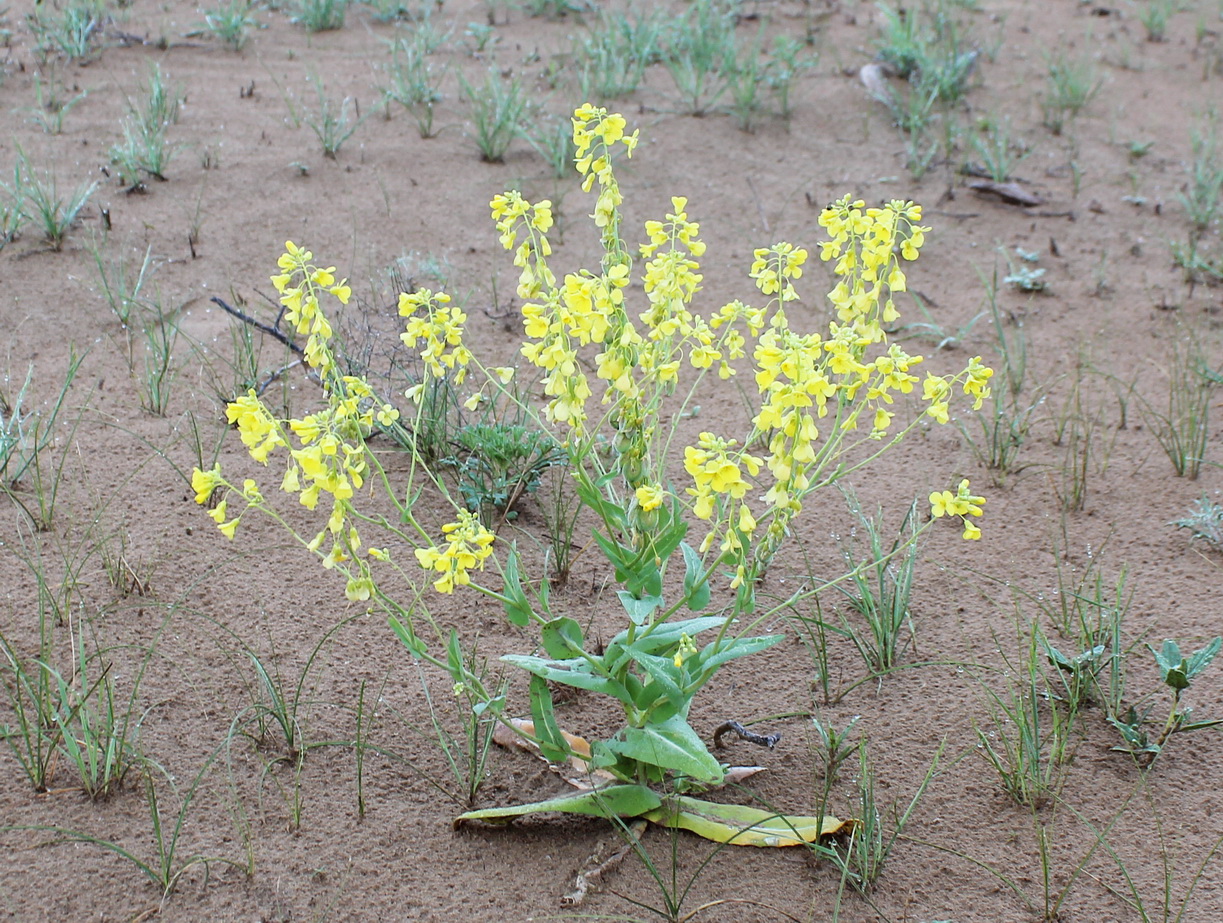 Image of Isatis turcomanica specimen.