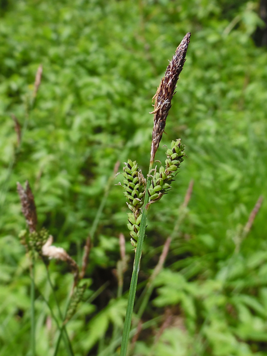 Изображение особи Carex nigra.