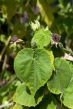 Abutilon grandifolium. Плоды и листья. Израиль, Шарон, г. Тель-Авив, ботанический сад университета. 22.10.2018.