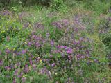 Astragalus onobrychis