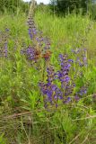 Salvia pratensis