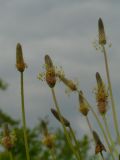 Plantago lanceolata