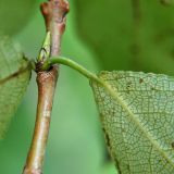 Populus suaveolens. Основания листьев (вид снизу) и боковая почка на ветви. Приморский край, Лазовский р-н, Лазовский заповедник, окр. кордона Карпадь, берег реки Прямушки. 19.08.2009.