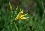 Hemerocallis minor. Верхушка побега с цветком с сидящим клопом и бутонами. Красноярский край, Берёзовский р-н, национальный парк \"Красноярские Столбы\", долина руч. Лалетина, луговой склон. 05.06.2022.